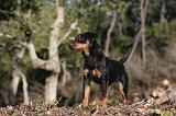 JAGDTERRIER ALLEMAND 065